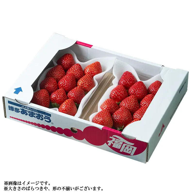 【先行予約】【冬】福岡産あまおう2パック 3V1