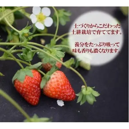 赤のコラボ「古都華」と「ゆめのか」(それぞれ9粒～11粒)_果物・フルーツ いちご  イチゴ 苺_【配送不可地域：離島】【1097359】