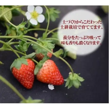 古都に咲く真っ赤な華いちご「古都華」(270g以上/3L～2Lサイズ/9～11粒)×2P　化粧箱入り_果物・フルーツ いちご  イチゴ 苺_【配送不可地域：離島】【1102952】