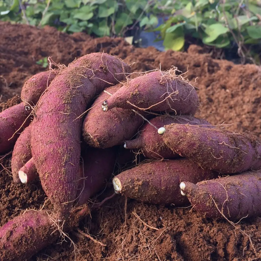 先行予約 さつまいも 紅はるか 5kg 収穫後熟成 三条市下田産ブランド「越紅(こしのくれない)」  [まもる農園] 【010S205】