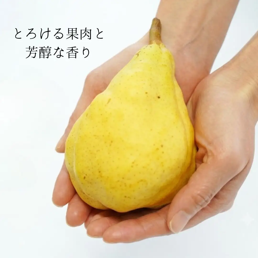 先行予約 ル レクチエ 自家用 約4kg (10~14個) [11月下旬から発送予定] 洋梨 ル・レクチェ 新潟県産 ルレクチェ [石田フルーツガーデン] 【015S068】