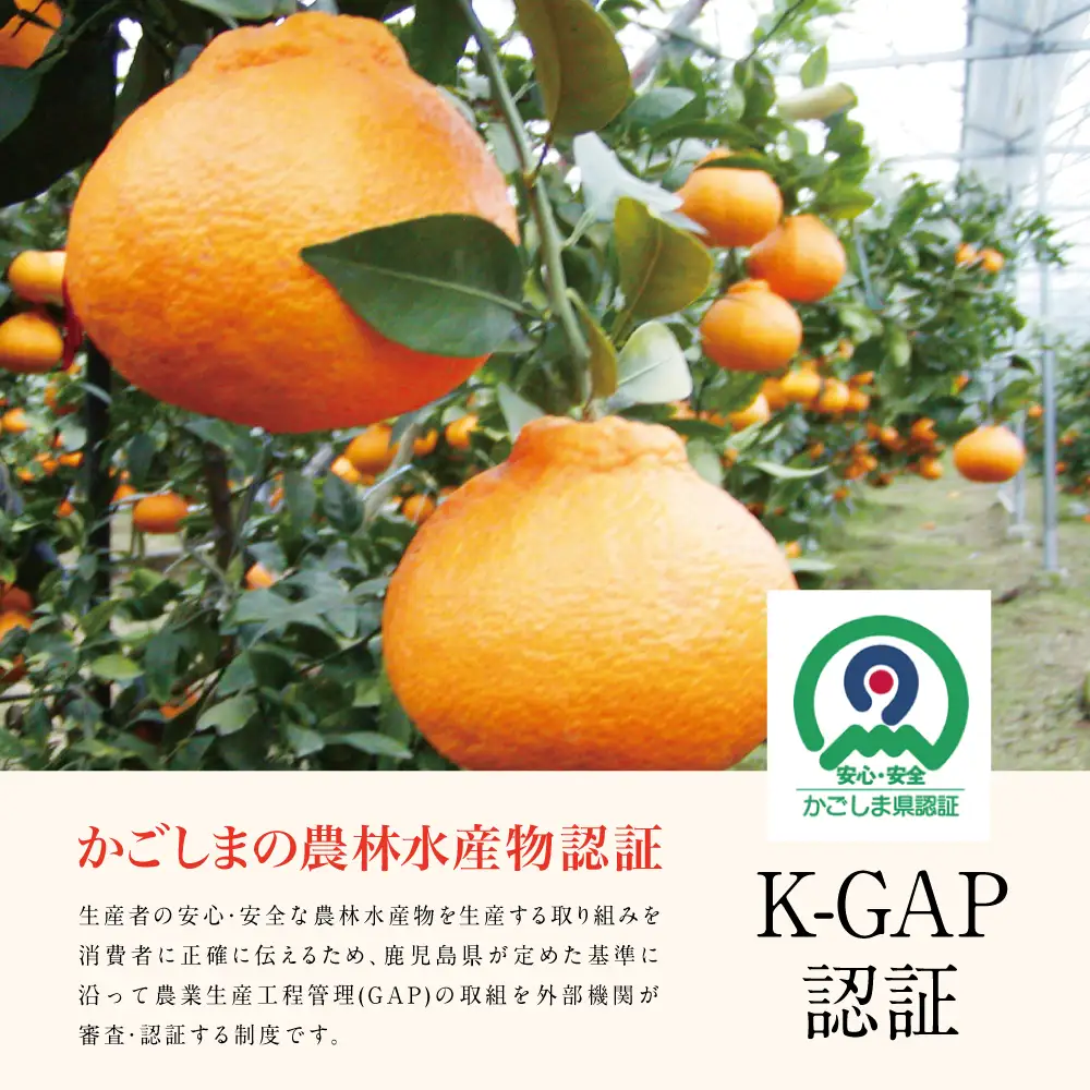 【11月末～12月発送】ブランド不知火「大将季」 約3kg入り化粧箱 （8玉～12玉） 果物 フルーツ 旬 柑橘 みかん しらぬい 鹿児島県産