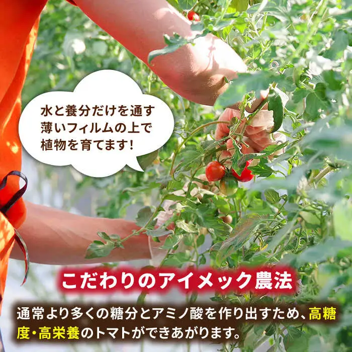 【先行予約】あま壱岐 ミディトマト 約48粒  [JAE009] トマト