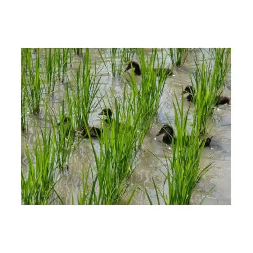 アイガモ農法で栽培した 無農薬 有機栽培米５kg お米 精米 こしひかり 兵庫県 多可町 檜本さん ひのきもとさん [800]