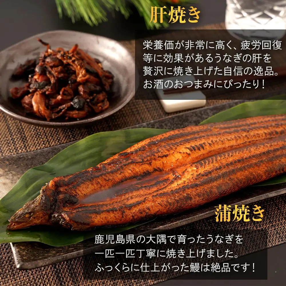 鹿児島県大隅産　特大 うなぎ 蒲焼 200g 1尾・鰻 の 肝焼き 100g×2袋 セット｜うなぎ