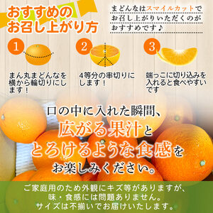 紅まどんなと同品種！＜木下さんちのまどんな 約2.5kg 家庭用＞ 柑橘類 みかん ミカン 果物 くだもの フルーツ 不揃い 自宅用 愛媛果試第28号 特産品 産地直送 マドンナ 木下農園 西宇和 愛媛県 西予市【常温】『2026年12月上旬～12月下旬迄に順次出荷予定』MKS0001