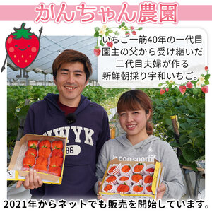 ＜農家厳選 新鮮朝採り 宇和いちご 大粒 3箱（合計約2kg）＞ イチゴ 苺 果物 フルーツ ストロベリー かおりの かおり野 直送 かんちゃん農園 愛媛県 西予市【冷蔵】『2026年2月上旬～5月末迄に順次出荷予定』UKN0006