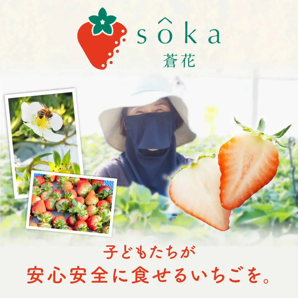 【全3回定期便】【先行予約】いちご イチゴ 苺 ゆめのか 恋みのり 計 1kg「ゆめ恋セット」 （250g × 4パック）【2027年2月以降順次発送】《壱岐市》【蒼花】 [JEO003] 45000 45000円