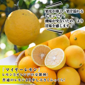 ＜先行予約受付中！2027年4月上旬以降順次発送予定＞ 数量限定！冷蔵品マイヤーイエローレモン (5kg) 国産 マイヤーレモン 檸檬 オレンジ 果実 果物 フルーツ 柑橘 デザート 期間限定 冷蔵 アレンジ デザート ドリンク 【桐野柑橘株式会社】akn070-13
