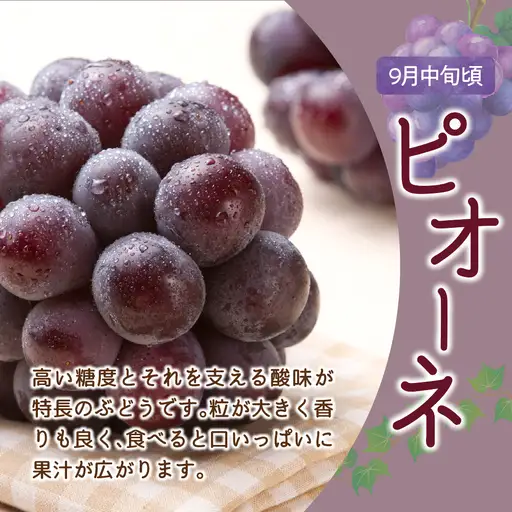 【先行予約】 定期便 令和9年産 ぶどうの定期便 全3回 山形