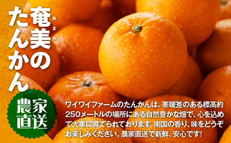 【 2027年 先行予約 】 農家直送 奄美 たんかん 良品（ 家庭用 ）4kg A067-001 奄美たんかん タンカン 果物 フルーツ 果実 甘い 濃厚 産地 直送 先行 先行受付 予約 受付 特産品 奄美大島産 期間限定 奄美群島たんかん品評会 鹿児島 奄美 美味しい おいしい ジューシー 果汁 ワイワイファーム ふるさと納税 奄美市 おすすめ ランキング プレゼント ギフト