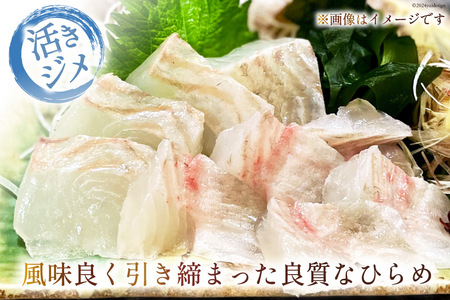 魚 黄金ひらめの活きジメ 1尾