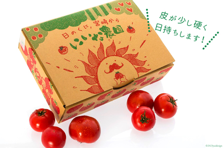 【期間限定発送】 トマト SUNすいーと 1.5kg×1箱