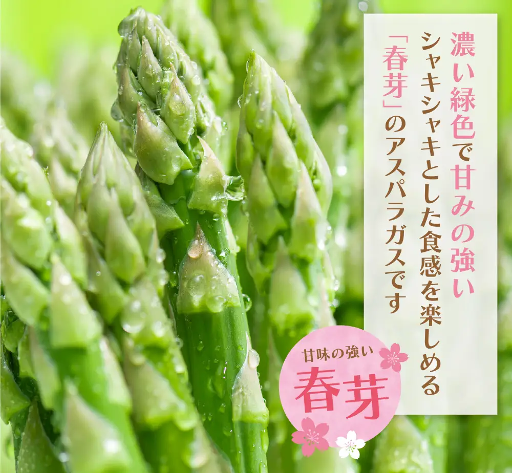 Z61-192 【訳あり】清流・有機肥料使用 アスパラガス(春芽) 1kg 【2027年4月より順次出荷】