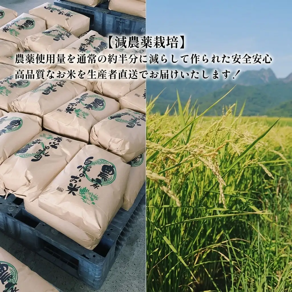 おぼろづき 白米 富良野産 減農薬 山本農園 おぼろづき【10kg】令和8年産