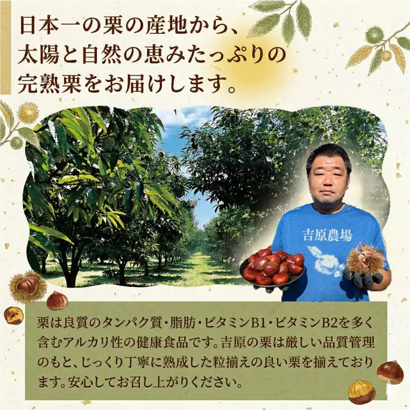 【 吉原農場 の 完熟栗 】 熟成 生むき栗 10袋