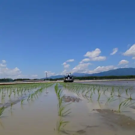 【令和7年産】岐阜県神戸町:農家直送!岐阜ハツシモ　白米　5kg【1354301】