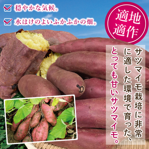 【2026年12月より発送】焼き芋好きのための黄金色で蜜たっぷりサツマイモ 紅はるか 約5kg｜さつまいも サツマイモ お芋 紅はるか 蜜 やきいも 焼き芋 ヤキイモ 茨城県 行方市(BI-71)