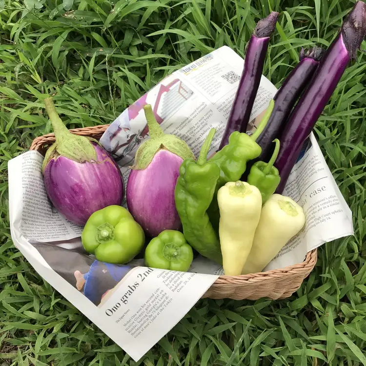 那須ブランド 那須高原野菜セット ｜ 野菜 お野菜 新鮮 詰め合わせ やさい みずみずしい 美味しい 自然 栃木県 那須町〔B-80〕 ※北海道・沖縄・離島への配送不可 ※2025年11月上旬～2026年10月下旬頃に順次発送予定