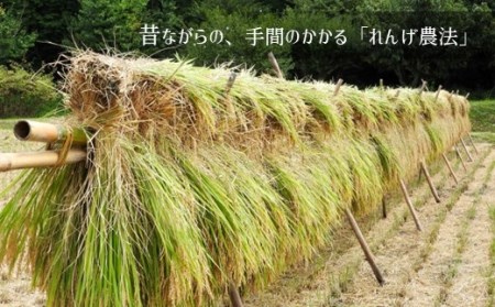  熊本和水町産 ひのひかり（菊水れんげ米）8kg