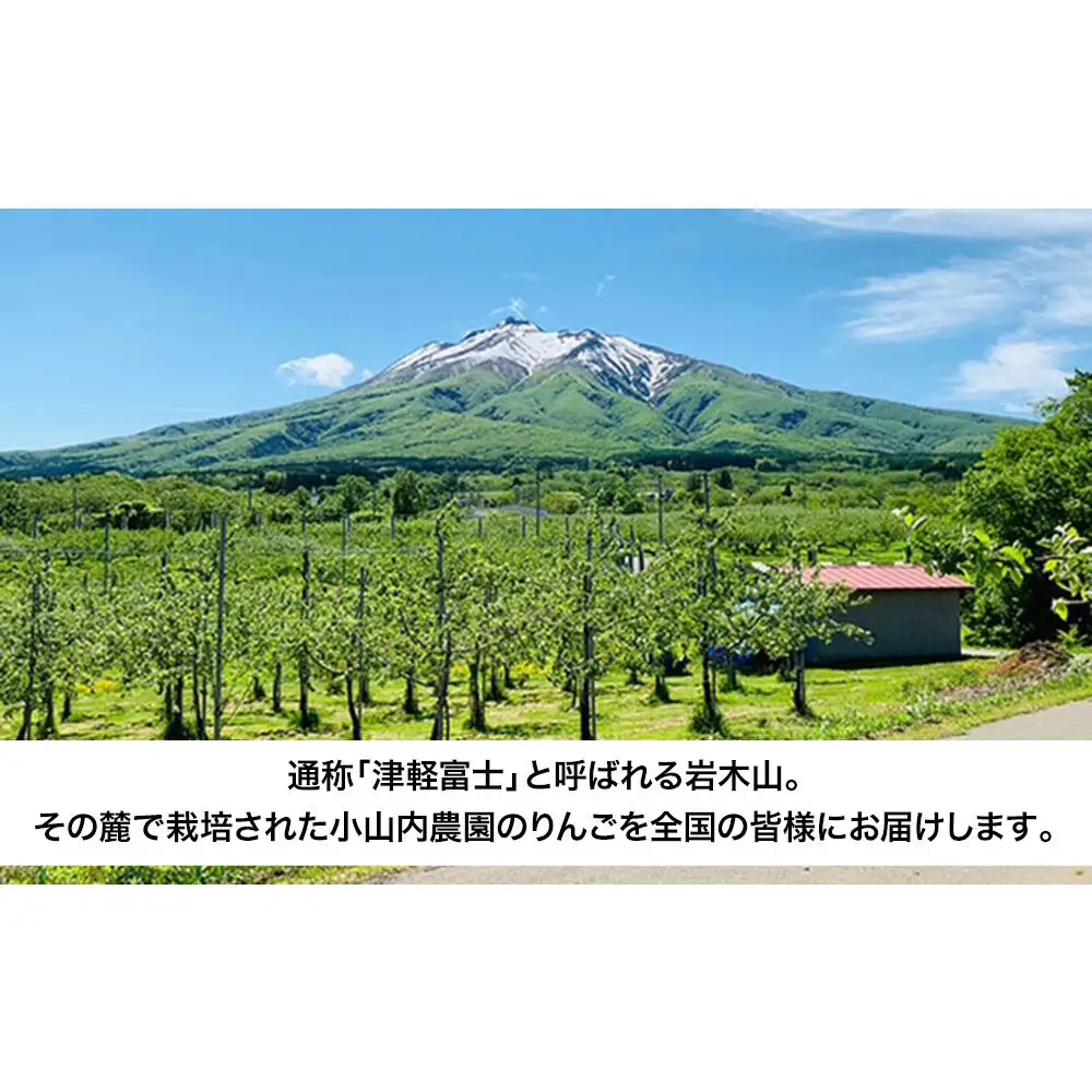 【26年12月発送】りんご サンふじ【特選】贈答用 約3kg 小山内農園【先行予約】