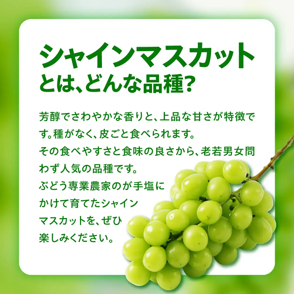 【先行予約】 【数量限定】 令和8年産 シャインマスカット 210g × 3パック 計 630g 2026年9月上旬頃～お届け予定