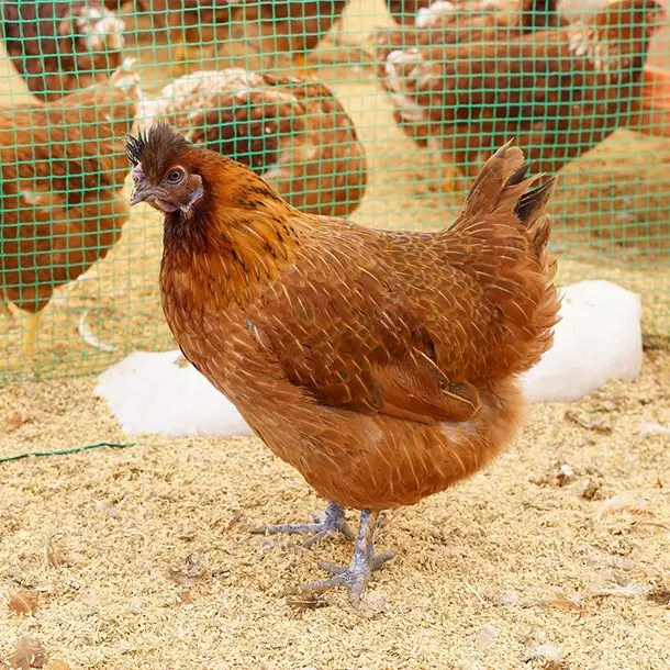 福島県本宮市産　平飼い本宮烏骨鶏酵母卵　生卵25個　【07214-0013】
