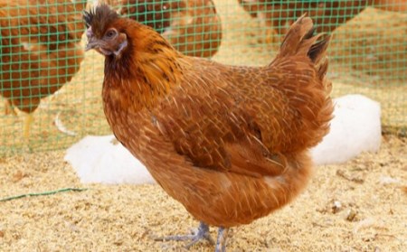 福島県本宮市産　平飼い本宮烏骨鶏酵母卵　生卵50個　【07214-0019】