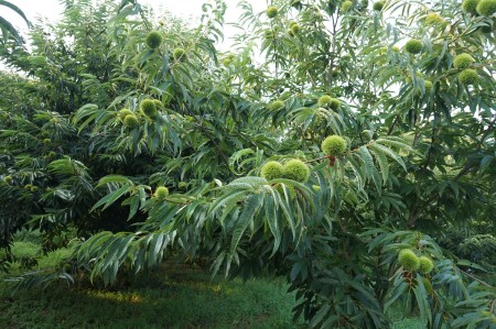 【数量・期間限定】低温熟成 追熟栗 2Kg 古河市産和栗 茨城産 ※2026年10月～発送 _BF15