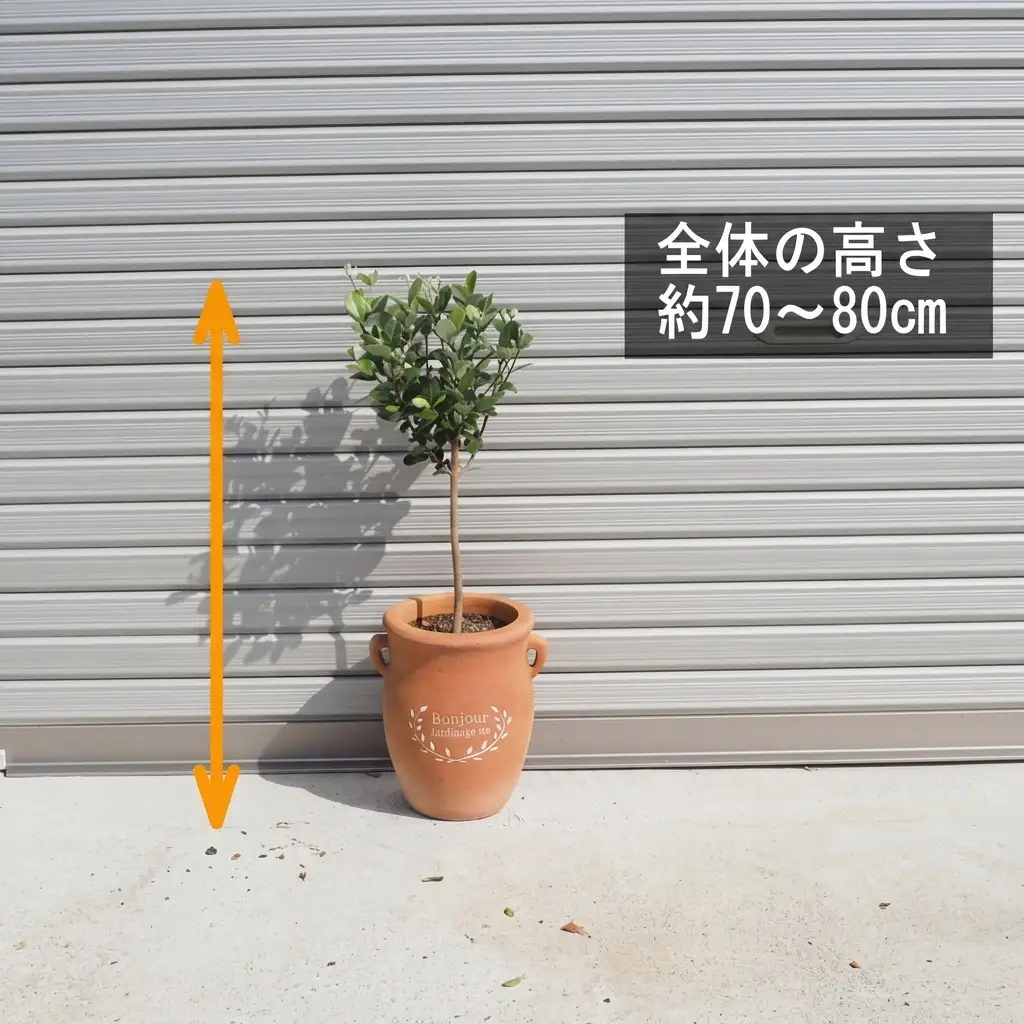 フェイジョア 鉢植え （つぼ型鉢） 植物 フェイジョア