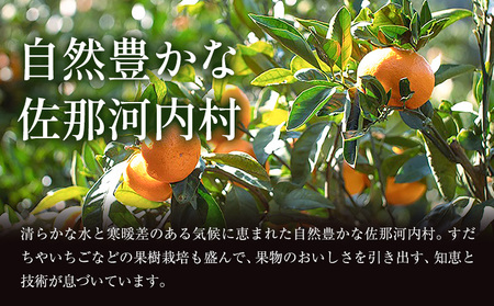 蔵出しみかん 極 熟成 1箱 みかん