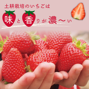 いちご 厳選朝採れいちご3種  食べ比べセット 4パック×1箱