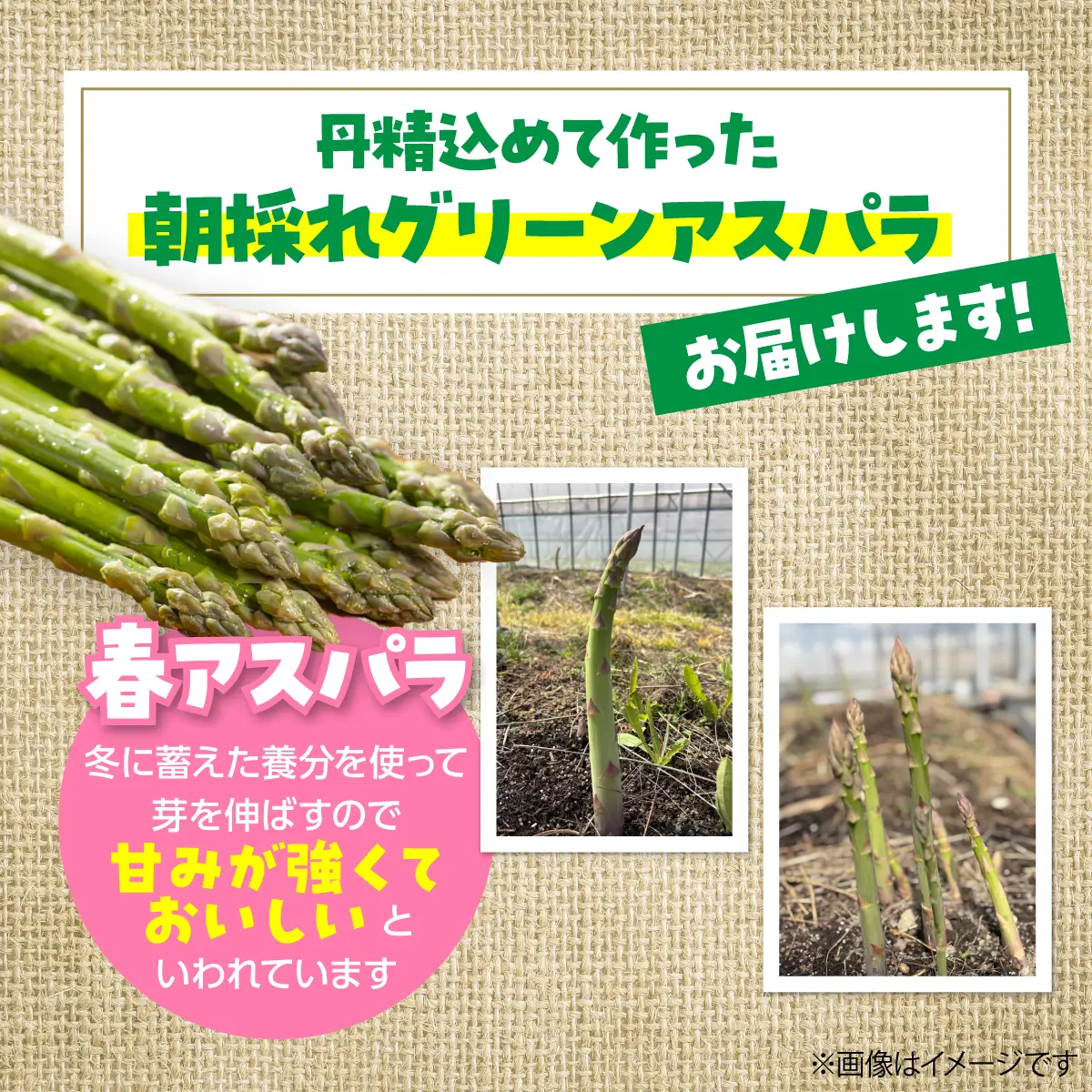 ＜2027年4月上旬よりお届け＞【朝採り】北海道壮瞥町産　春採りグリーンアスパラM～LL混合　約800g SBTR005