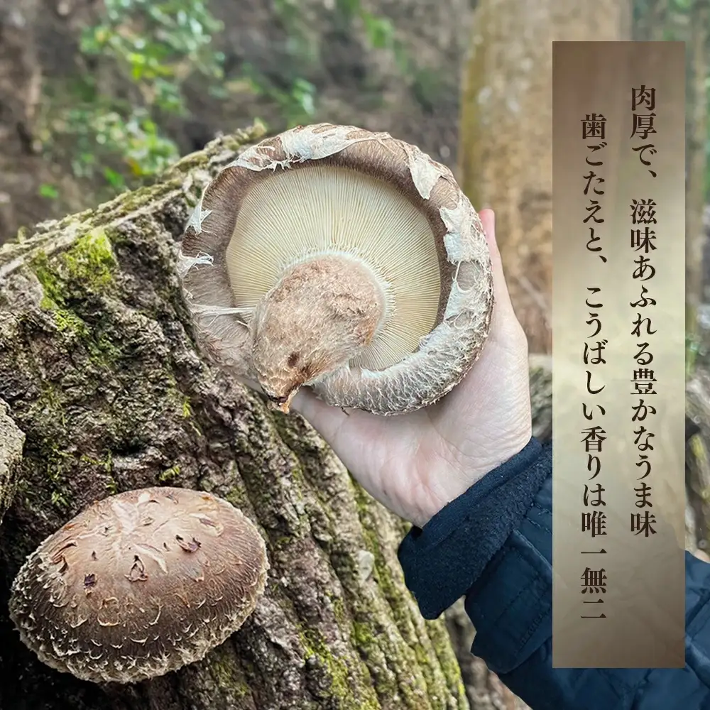 槻木産 中葉厚肉 乾燥椎茸 計300g (100g×3袋) 026-0573