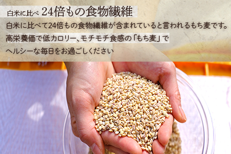 【 熊本県産 もち麦 】3kg(500g×6袋) 白米 と 炊くだけ！【 もちもち もちむぎ 麦 もち麦 ヘルシー 食感 ぷちぷち 食物繊維 炊飯 健康 高栄養 ポリフェノール  熊本県 多良木町産 】065-0589