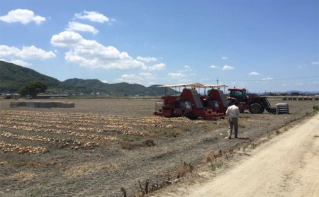 先行予約 玉ねぎ 約10kg（岡山県産）  玉ねぎ