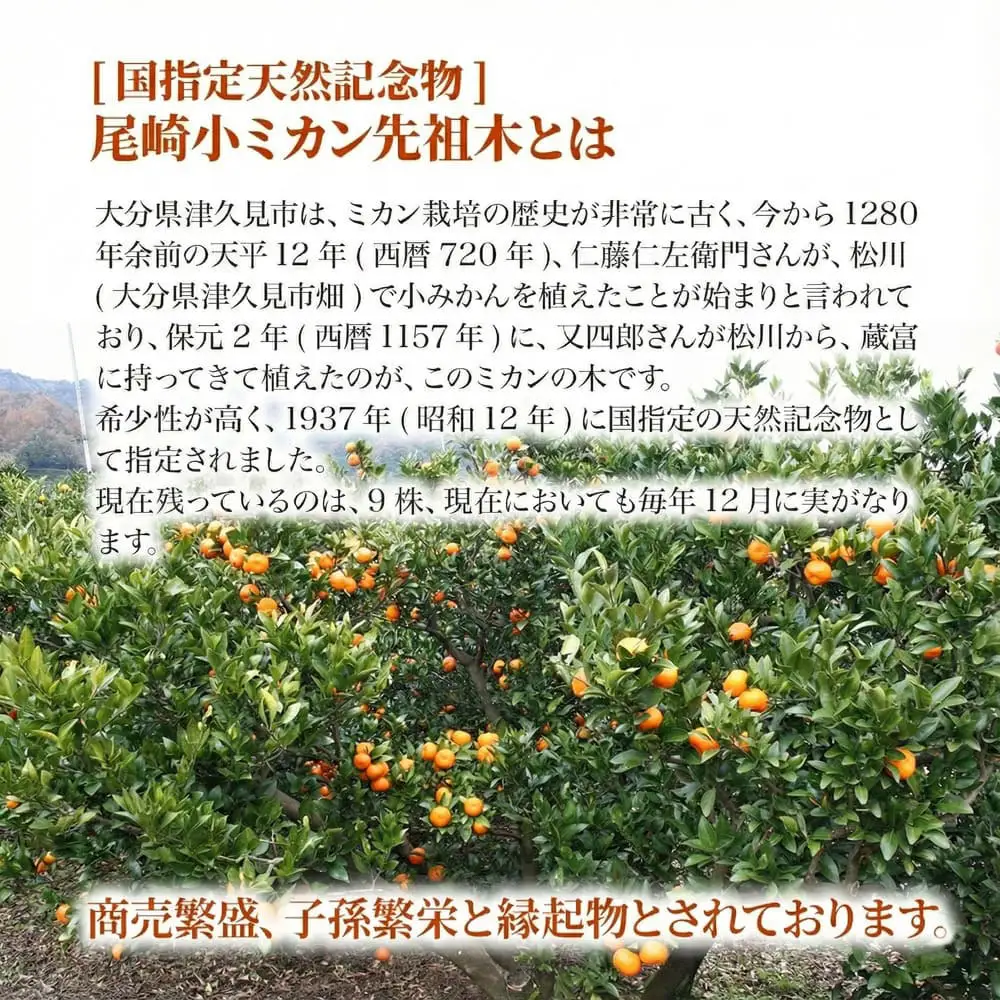 【先行予約】国指定天然記念物 尾崎小 みかん 先祖木の小みかん | 津久見市