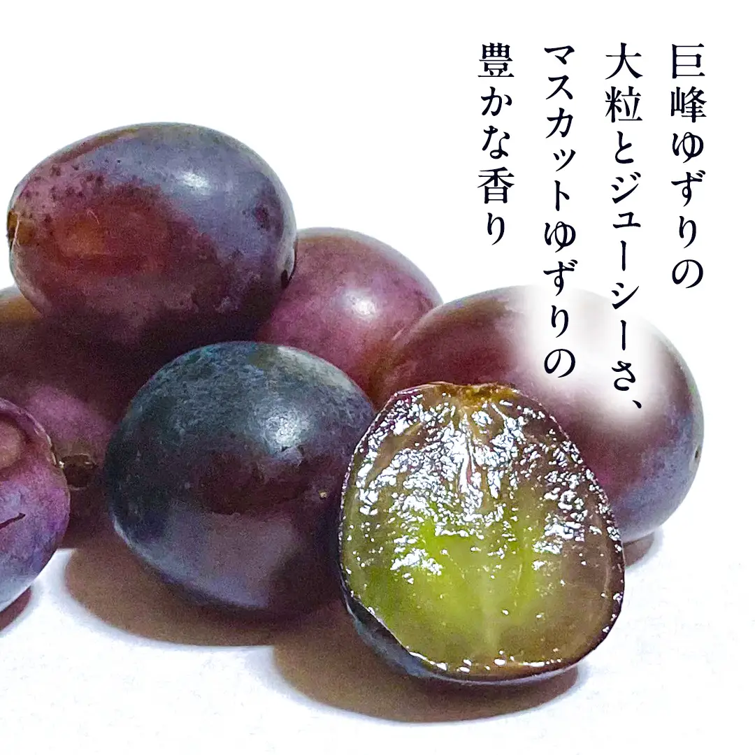 ピオーネ 2房 【2026年8月より発送開始】（茨城県共通返礼品 [ぶどう]：結城市産） ぶどう フルーツ 果物