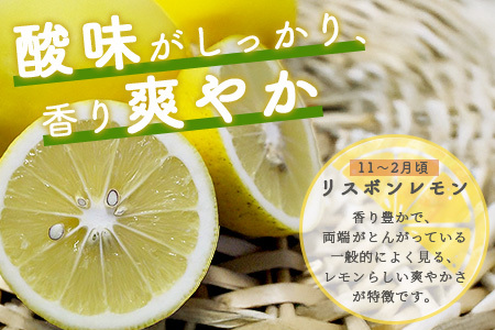 国産 オーガニックレモン 約2.5kg マイヤーレモン レモン 檸檬 B-91