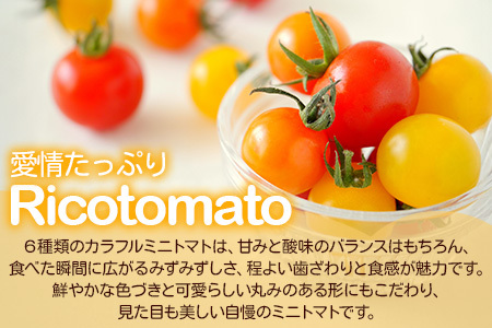 【3回定期便】【先行受付】2027年1月より順次発送 カラフルミニトマト6種 1kg ミニトマト プチトマト 定期便 農家直送 たにぐちファーム Ricotomato～とりこになるトマト～ E-58