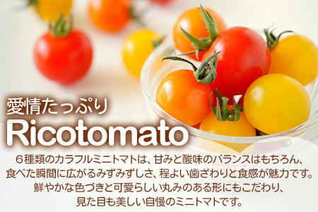 【5回定期便】【先行受付】2027年1月より順次発送 カラフルミニトマト6種 1kg ミニトマト プチトマト 定期便 農家直送 たにぐちファーム Ricotomato～とりこになるトマト～ G-24