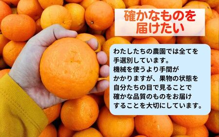 ▼海藻施用 有田みかん 手選果 10kg ※2026年11月中旬～翌年1月上旬頃に順次発送予定 /mikan みかん 和歌山みかん ありだみかん 果物 くだもの フルーツ 柑橘 みかん 蜜柑 産地直送 数量限定 国産 【aii004-r-10A】