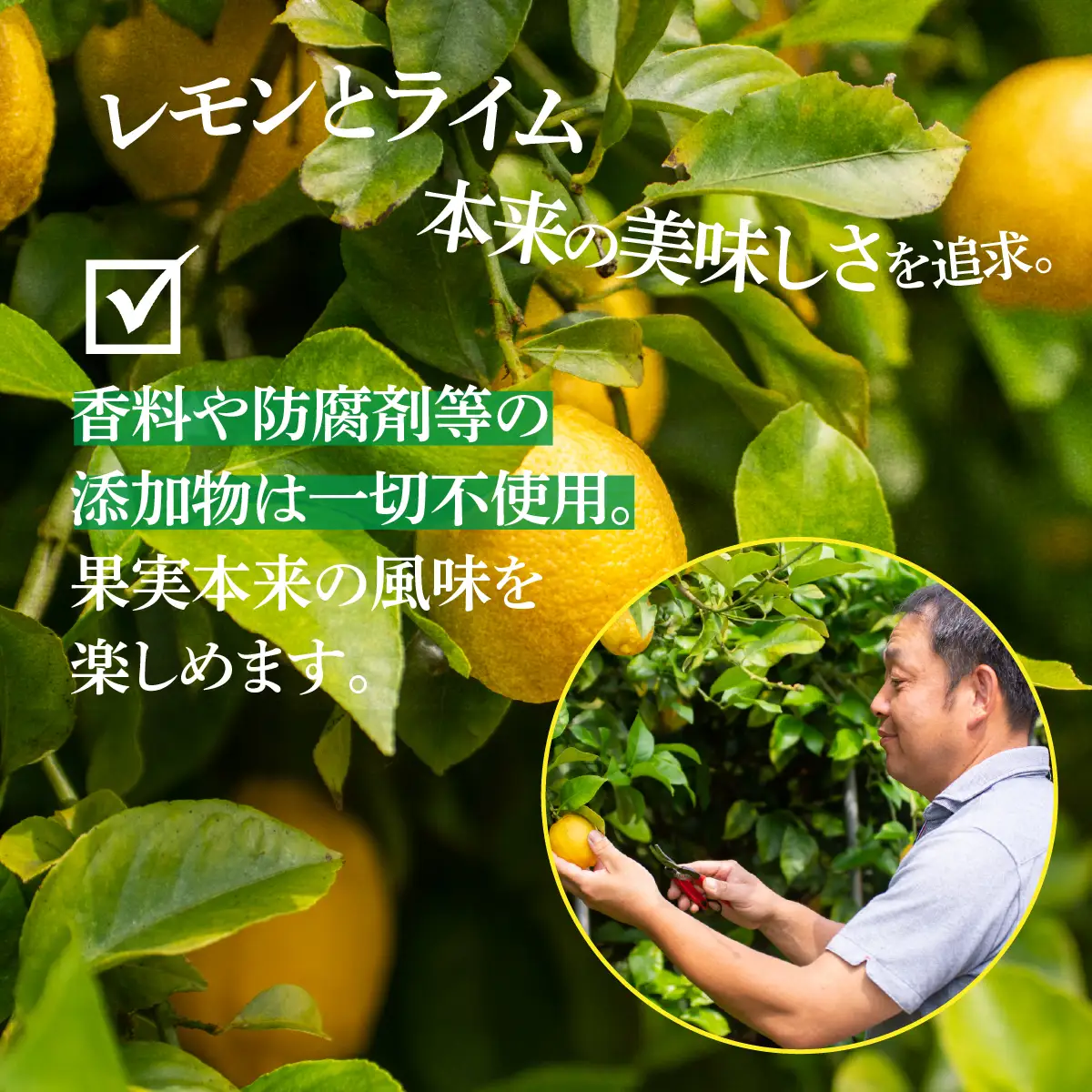 青いレモンの島 レモン 約2kg ライム 約1kg