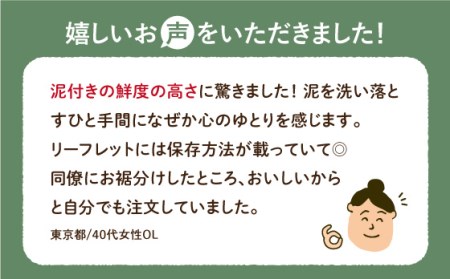 【先行予約　2026年9月～発送】白石れんこん 約3kg / れんこん [ICT001]