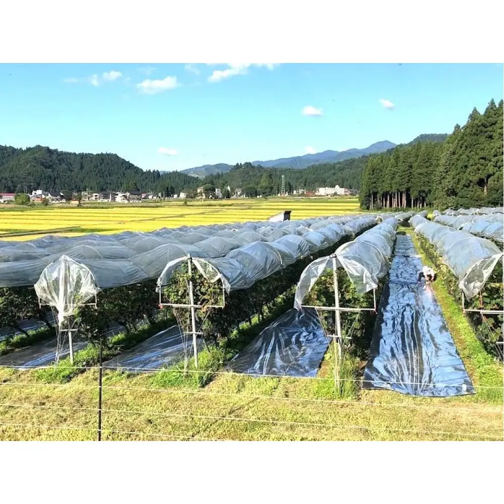 【本格・瓶内二次発酵】南魚沼産カベルネ100% 辛口スパークリング赤 2本セット | ワイン