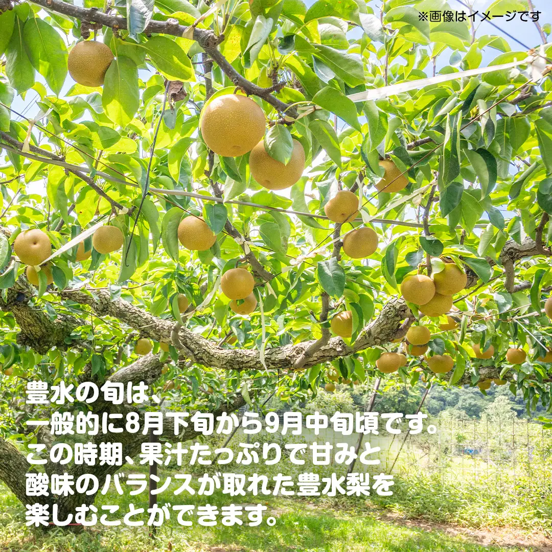 梨 豊水 約5kg 【2026年9月より発送開始】（茨城県共通返礼品 [梨]：大子町産）
