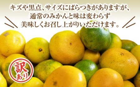 【予約受付】海塩を与えて栽培した 青島 みかん 3kg 12月下旬 順次発送 訳あり みかん 