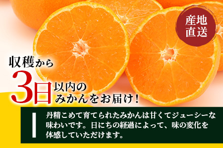 先行受付＼農家直送＆鮮度抜群！／収穫後3日以内発送・松本農園の温州みかん 約5kg 有明海の潮風で育った鹿島産みかん｜フレッシュ｜佐賀県鹿島市 送料無料 B-530
