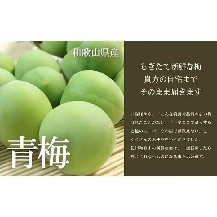 南高梅【緑】3kg 大サイズ 梅酒用 フレッシュ青梅 (生梅) ／紀伊国屋文左衛門本舗