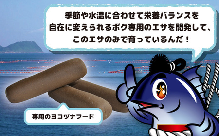 マグロ まるごと1本 約60kg (解体・カットなし) | マグロ 津久見市